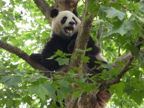 Growling Panda Stock Photos
