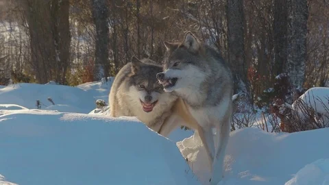Growling snarling angry wolves standing in winter scenery Stock Footage 83001045
