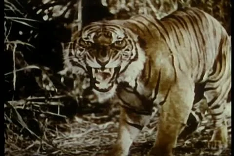 Growling tiger in the jungle Stock Footage