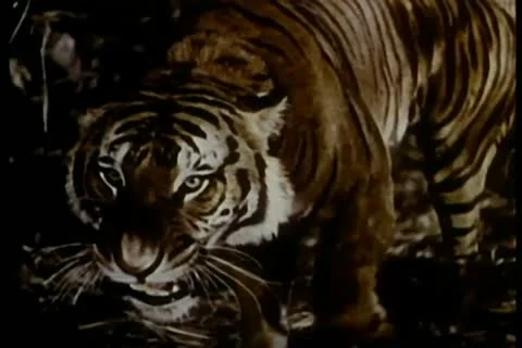 Growling tiger on the prowl Видео 11351101