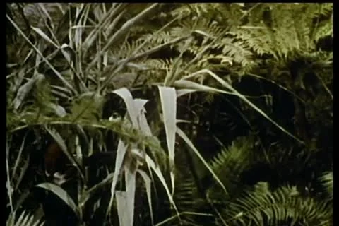 Growling tiger on the prowl Video stock 11351823
