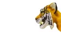 Growls tiger head (side view). Stop motion animation. HD Footage