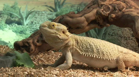 Grown bearded dragon Stock Footage 98001