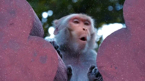 A grown up chimpanzee monkey is sitting on a concrete fence and looking around 스톡 동영상 330867372