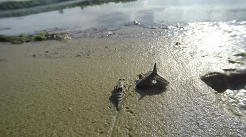 Grown dragonfly larvae crawling on the sand along the shore of the pond Stock Footage 51597580