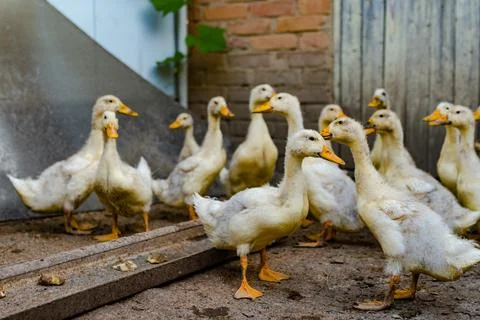 A grown up ducklings in the yard Foto stock