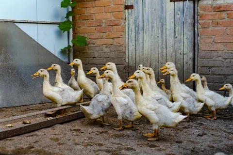 A grown up ducklings in the yard Stock Photos