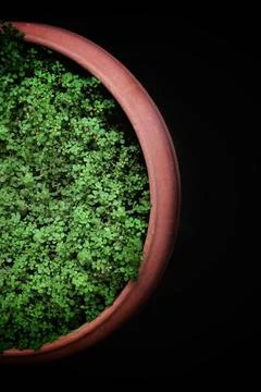 Grown grass in a pot on a black background, topview, india. Stock Photos