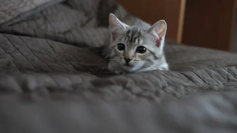 Grown-up kitten is in the process of playing, preparing for an attack Stock Footage 287264913