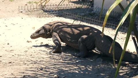 Grown Komodo Dragon Slow Motion Shot Stock Footage 133336722