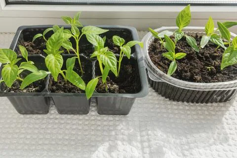 The grown pepper seedlings in plastic boxes are prepared for planting in the  Stock Photos