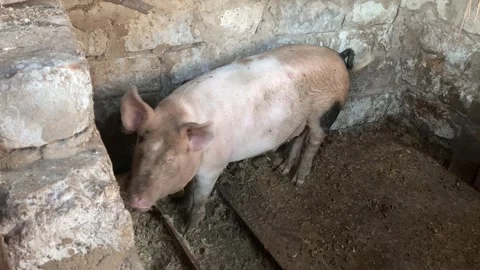 A grown-up piglet eats in a dirty pigsty Stock Footage 263153872