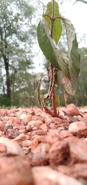 A Grown Seedling Between Small Rocks Stock Photos