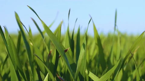 The grown sprouts of wheat sway in the wind against a blue sky. Green  grass Stock Footage 168667862