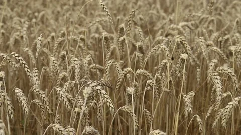 Grown wheat field close up 動画素材 158506250