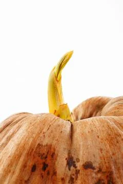 Growning of coconut Stock Photos