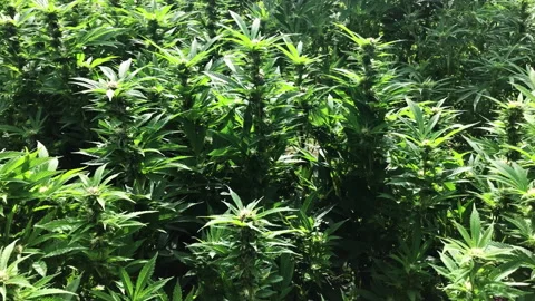 Growning Marijuana Video stock 143192506