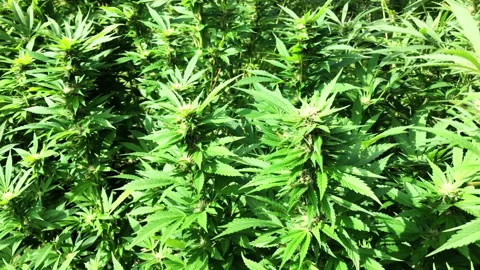 Growning Marijuana Plants Stock Footage 143192135