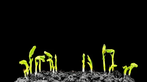 Grows sprouting out of barren ground (timelapse) Stock Footage 10801573