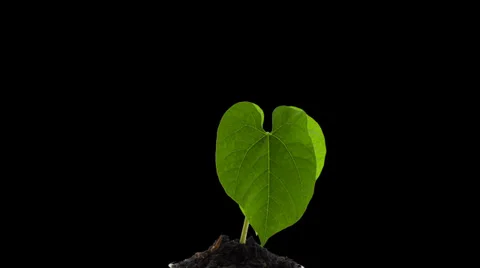 Grows sprouting out of ground, plant timelapse growing Stock Footage