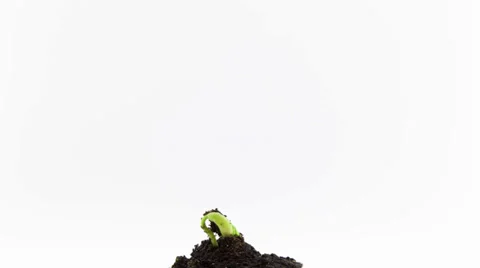Grows sprouting out of ground, plant timelapse growing 스톡 동영상 36769906