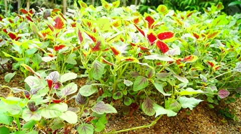 The growth of amaranth in vegetable fields Video stock 53770438