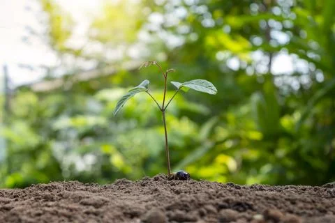 Growth and development of plants grown from seeds on the soil. Environmenta.. Stock Photos