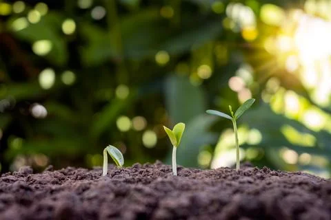 The growth and development of plants or trees growing from the soil on gree.. Stock Photos