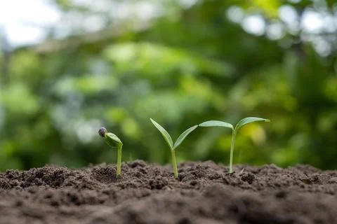 The growth and development of plants or trees growing from soil on green na.. Stock Photos