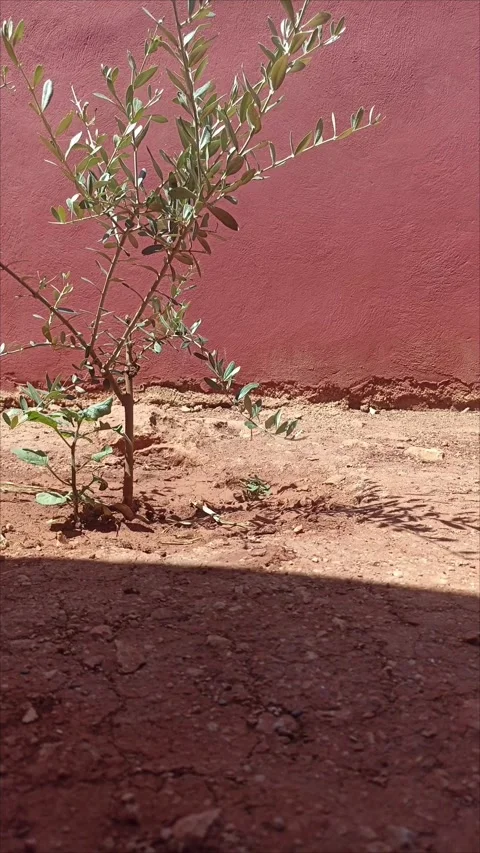 Growth and Development of a Young Olive Tree Stock Footage 336986479