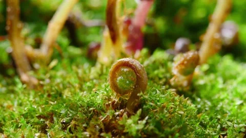 The growth and sprouting of plants Stock Footage 233673027