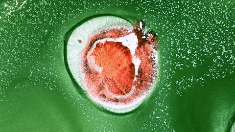 Growth of bacteria Stock Footage 122376612