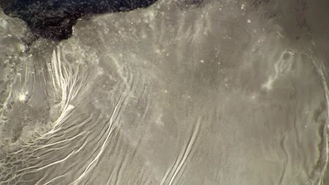 Growth of bacterial film on nutrient solution, Biofilm Time lapse Vídeos de archivo 156864033