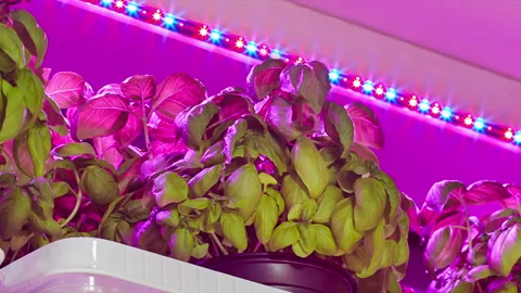 Growth of basil with purple led lighting in a greenhouse Stock Footage 224712456