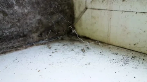 The growth of black mold near the window. Moldy house corner from inside. Stock-Footage 101024094