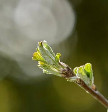 Growth, branch and environment with leaf in nature for tree, sustainability.. Stock Photos