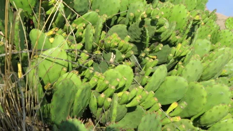 Growth of cactus in ground 스톡 동영상 96096205