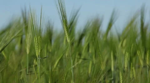 Growth of cereal Stock Footage 51921023