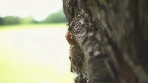 Growth of cicadas, after emergence from larvae Stock Footage 69280558