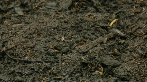 Growth close Vidéo 106059