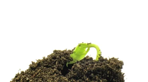 Growth close Stock Footage 8691222