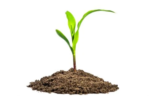 Growth concept Stock Photos