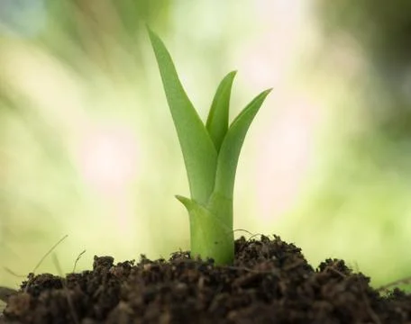 Growth concept Stock Photos