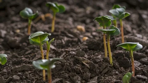 Growth Concept Seed Germination Time Lapse Vídeos de archivo 90707523