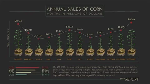 Growth Corn Plant Infographics Stock After Effects
