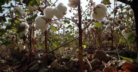 The growth of cotton in the rays of the sun in the fields of the agro-industrial Stock-Footage 224311215