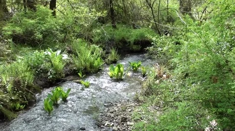 Growth In The Creek.m2ts Stock Footage 7758236