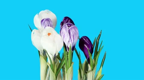 Growth of crocuses flower  Stock Footage 21939657