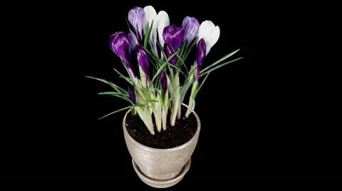Growth of crocuses flower  Video stock 22002785