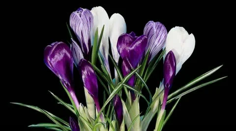 Growth of crocuses Stock Footage 21977821